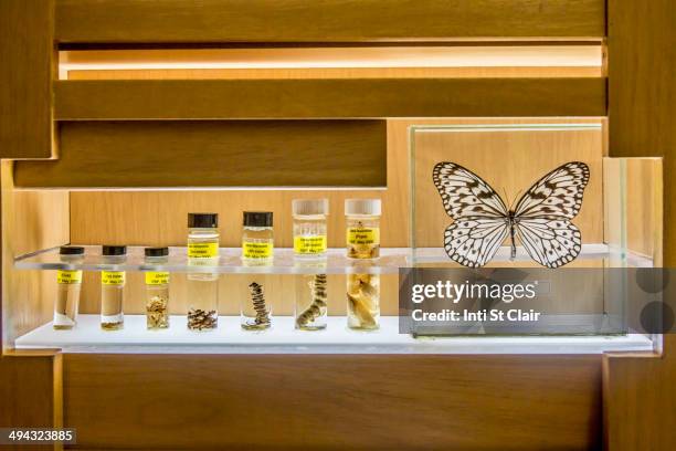 butterfly specimens in research lab - prélèvement à tester photos et images de collection