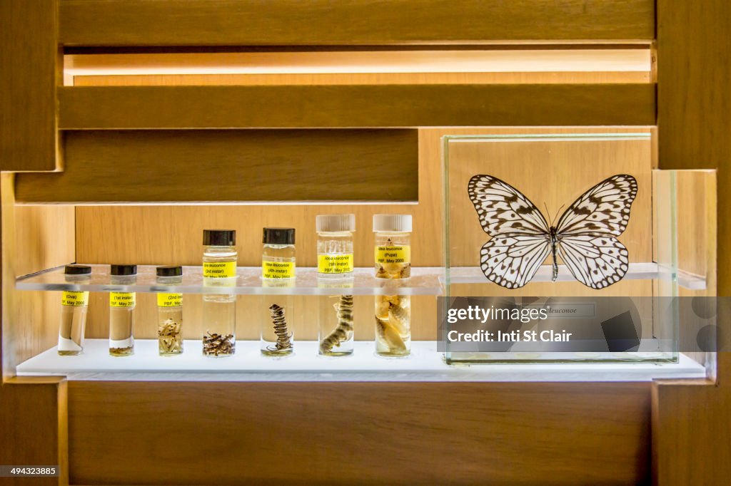 Butterfly specimens in research lab