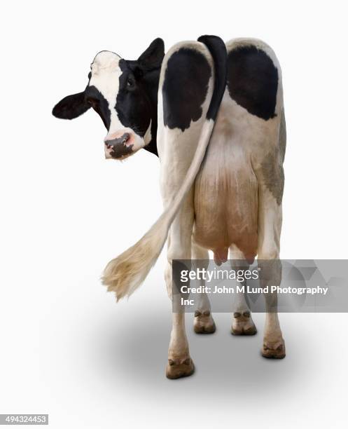 cow looking over shoulder - cow stock-fotos und bilder