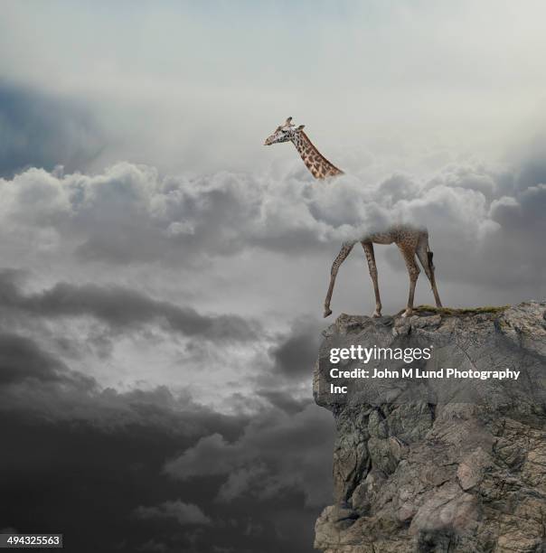 giraffe with head in clouds walking over cliff - stupid stock pictures, royalty-free photos & images