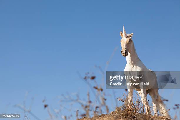 unicorn on hilltop - unicorn stock pictures, royalty-free photos & images