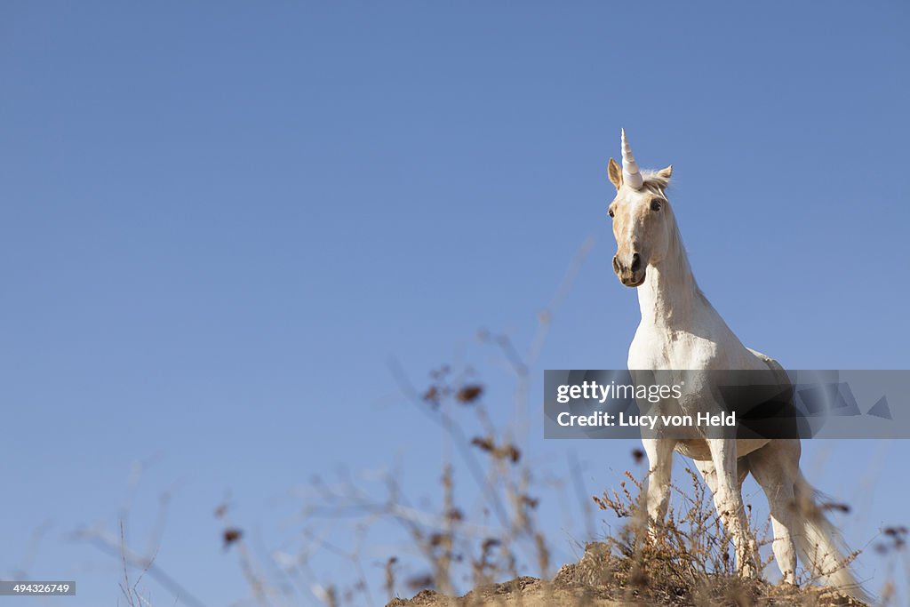 Unicorn on hilltop