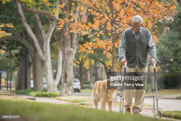 african american man using walker with dog - solo un uomo anziano foto e immagini stock