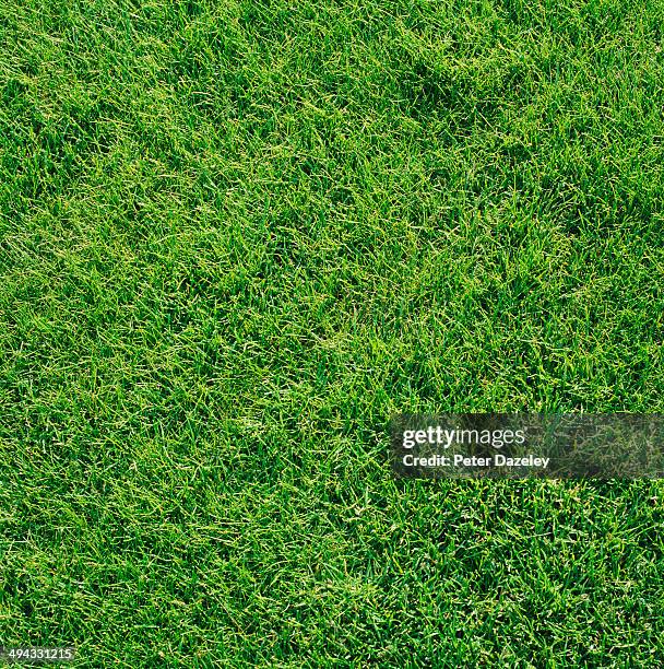 grass - gras stock-fotos und bilder