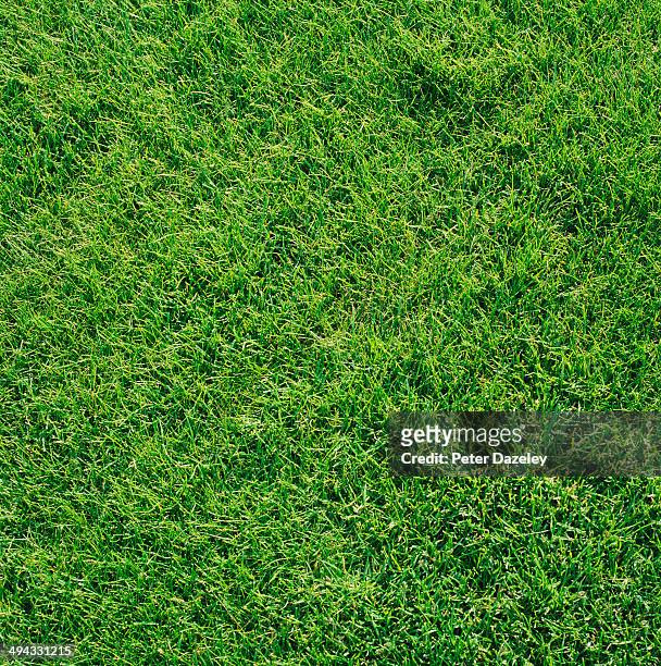 grass - overhead view stock pictures, royalty-free photos & images