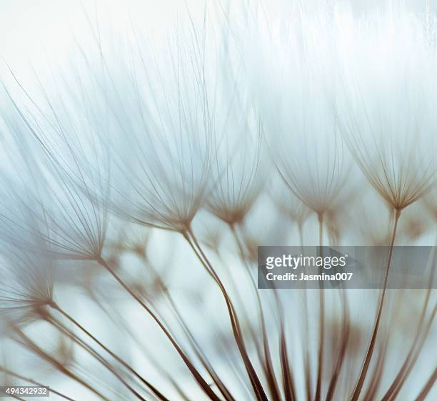 macro dandelion seed - blue flowers stock pictures, royalty-free photos & images