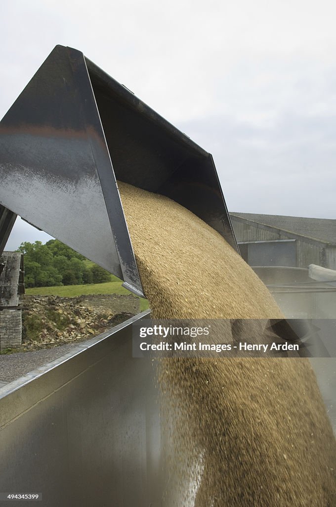 Grain harvest being poured into a trailer.