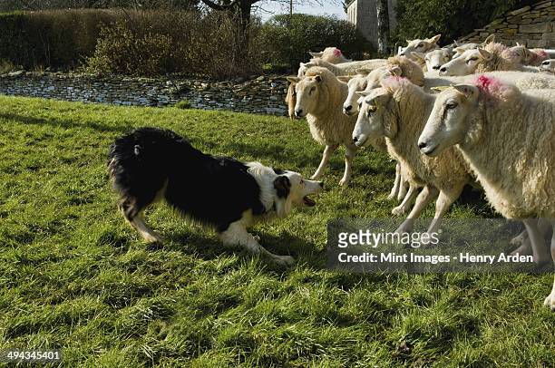 sheepdog working a small flock of sheep. - herd stock pictures, royalty-free photos & images