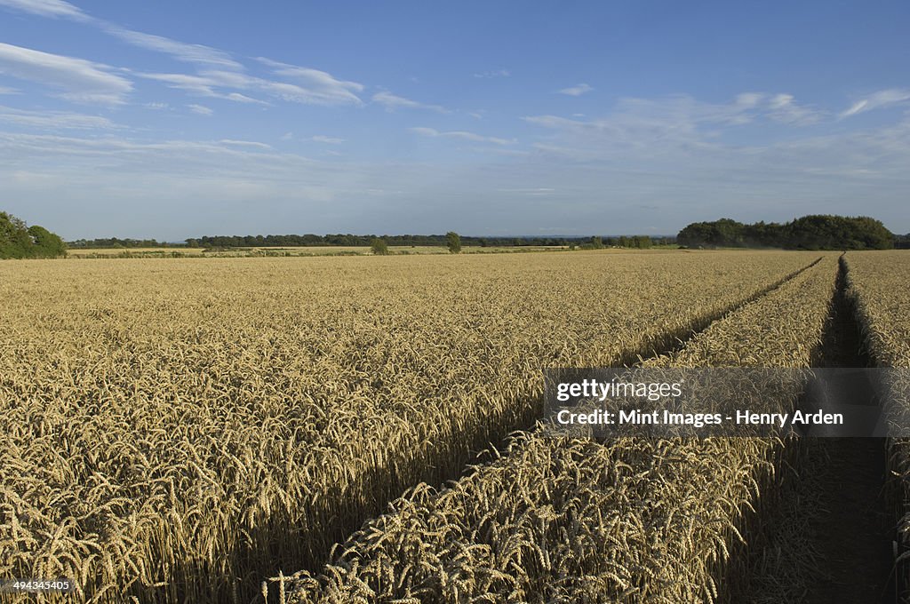 A field of ripening wheat crop.