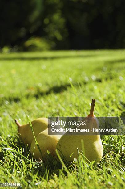 pears lying in the grass on a farm. - pear tree stock pictures, royalty-free photos & images