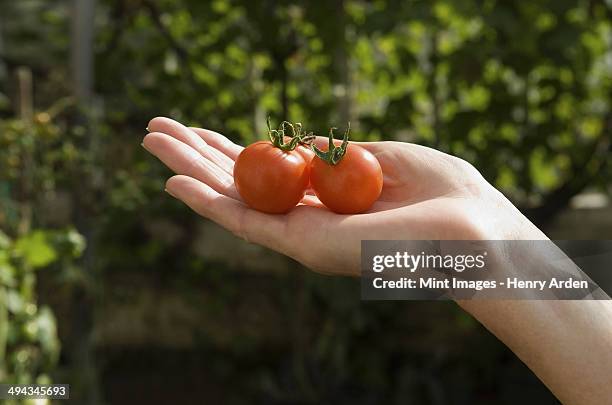 a woman's hand with a group of fresh red tomatoes. - 12945 stock pictures, royalty-free photos & images