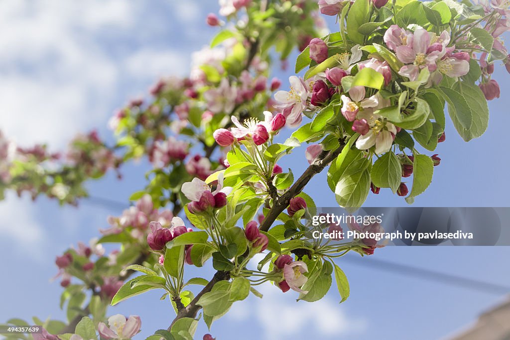 Cherry Blossom.