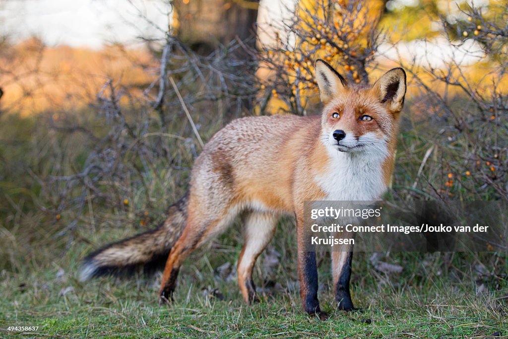Vulpes vulpes, red fox