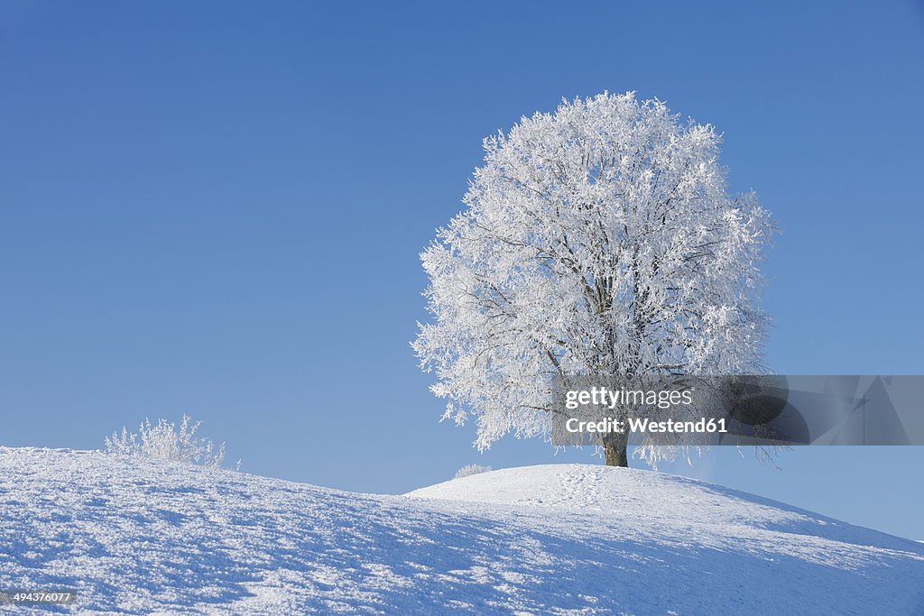 Switzerland, frost-covered lime tree on a hill in front of blue sky