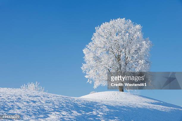 switzerland, frost-covered lime tree on a hill in front of blue sky - deciduous tree stock pictures, royalty-free photos & images