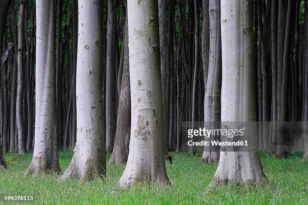 germany, mecklenburg-western pomerania, treetrunks of beech forest (fagus) - tree trunk stock-fotos und bilder