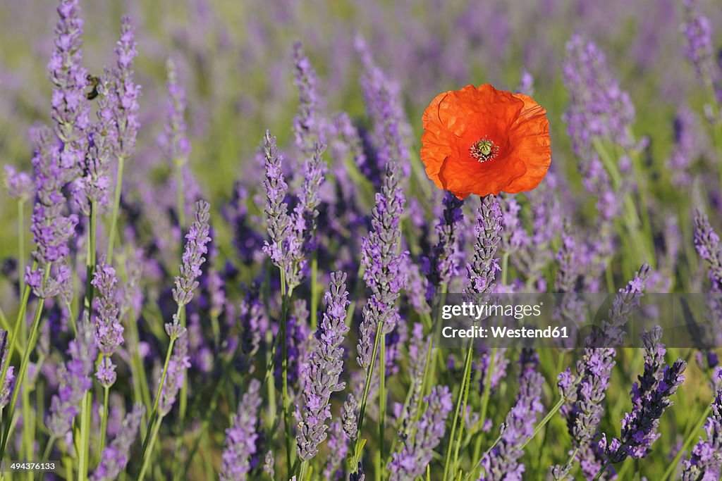 France, Provence, Valensole Plateau, Valensole, poppy (Papaver rhoeas) in lavender field (Lavendula angustifolia)