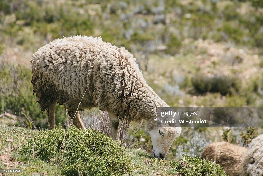 South America, Bolivia, Lake Titicaca, Sheep grazing on a meadow