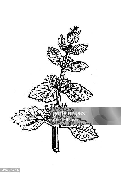 antike illustration marrubium vulgare horehound (weiß - marrubium stock-grafiken, -clipart, -cartoons und -symbole