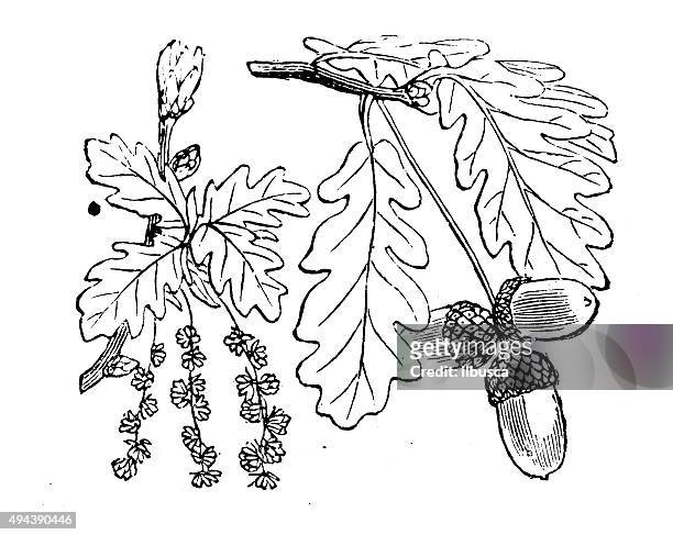antique illustration of common oak - english oak stock illustrations