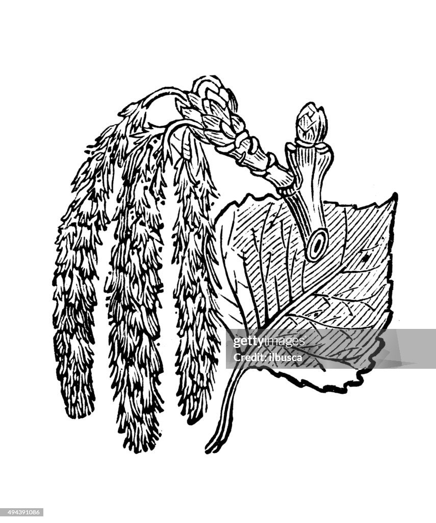 Antique illustration of black poplar