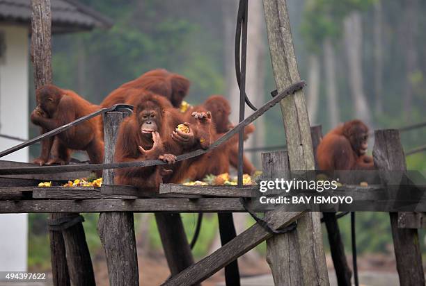 Indonesia-environment-pollution-animal,FOCUS by Dessy Sagita This photo taken on October 26, 2015 shows orangutans eating fruit at a rehabilitation...