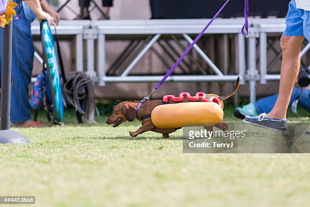 daschshund dressed as a hot dog walking - hot dog costume stock pictures, royalty-free photos & images