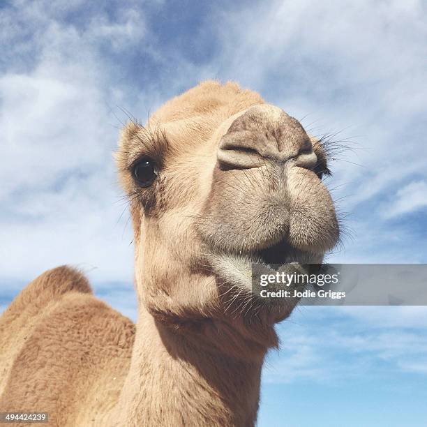 dromedary camel looking at the camera - dromedar stock-fotos und bilder