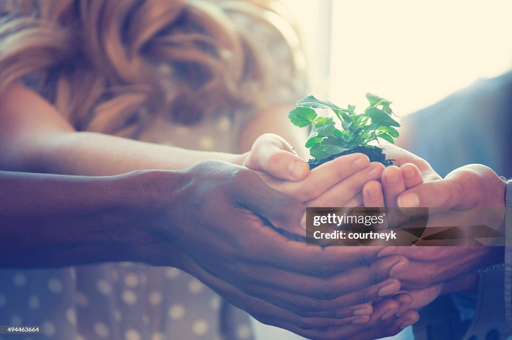 Wachstum-Konzept.  Fraktion hält ein Setzling plant.