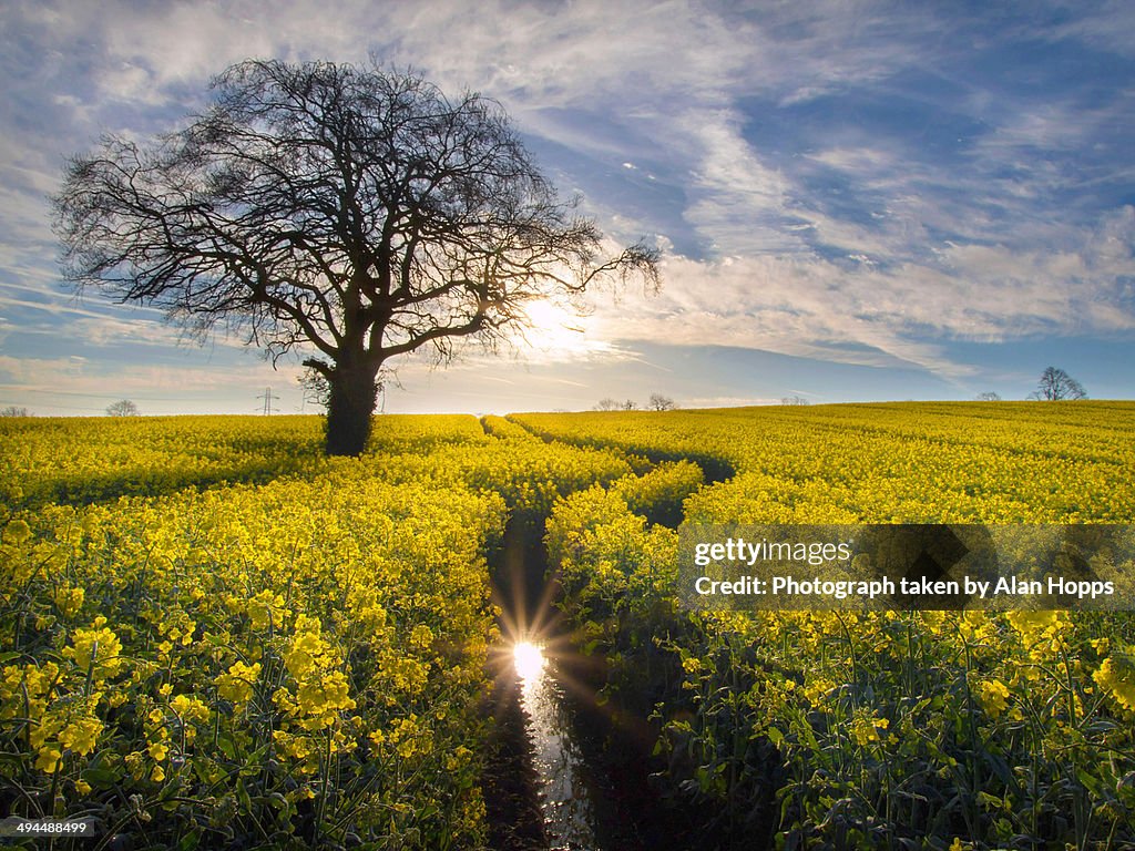 Lone tree in a sea of yellow