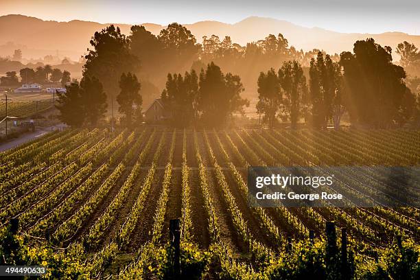 Northern California's Wine Country appears to be headed for another large vintage despite the current drought conditions on May 7 in Sonoma,...