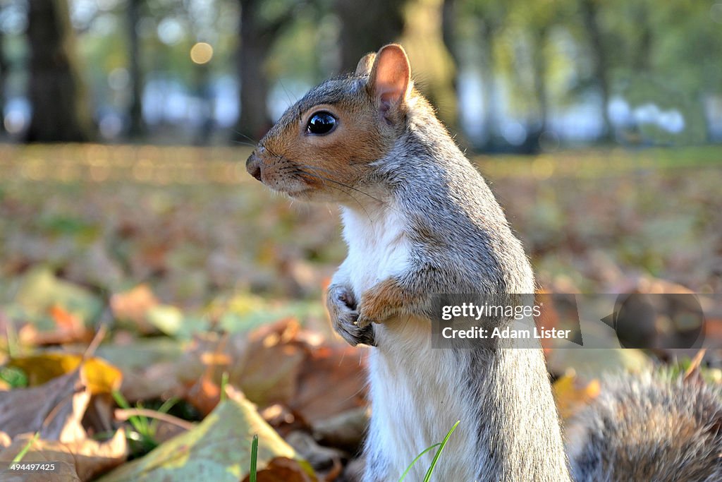 Autumn Squirrel Standing.