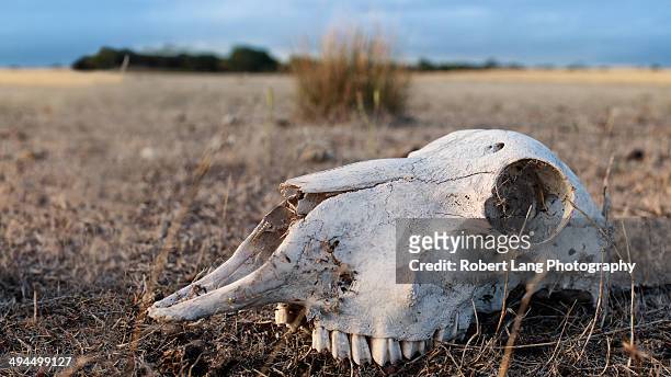 sheep skull on rural farm, australia - coomunga stock pictures, royalty-free photos & images