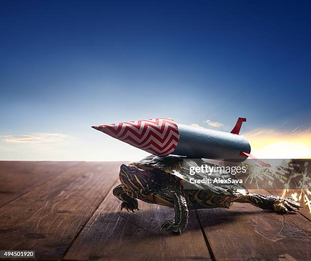 Turtle Rocket Shell Turtle Rocket Photos and Premium High Res Pictures - Getty Images