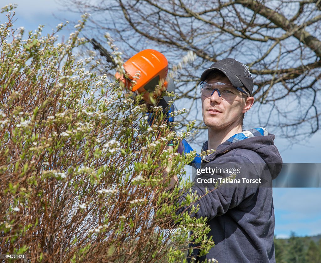 Young man trimming bushes