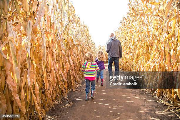 zwei mädchen & vater zu fuß durch den herbst corn maze - corn maze stock-fotos und bilder