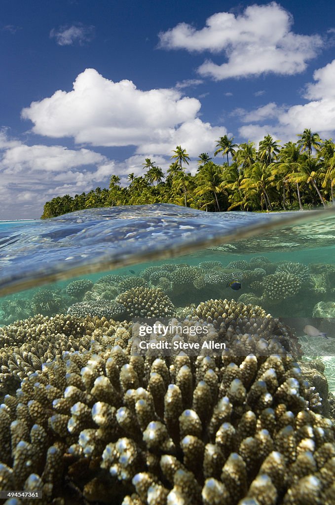 Coral reef,  Cook Islands