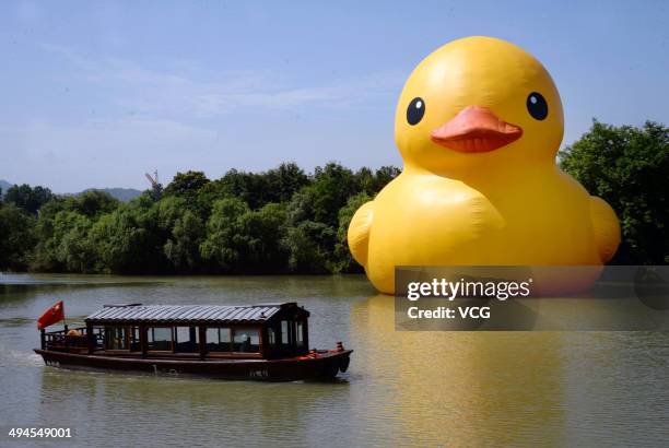 Giant inflatable Rubber Duck designed by Dutch conceptual artist Florentijn Hofman is on display at the Xixi National Wetland Park on May 30, 2014 in...