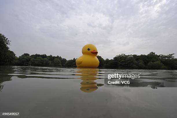 Giant inflatable Rubber Duck designed by Dutch conceptual artist Florentijn Hofman is on display at the Xixi National Wetland Park on May 29, 2014 in...