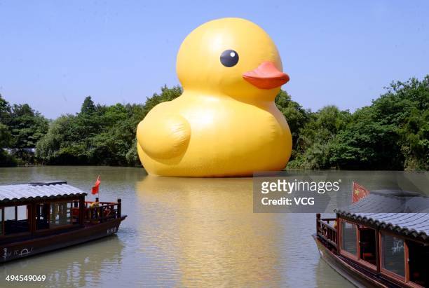 Giant inflatable Rubber Duck designed by Dutch conceptual artist Florentijn Hofman is on display at the Xixi National Wetland Park on May 30, 2014 in...