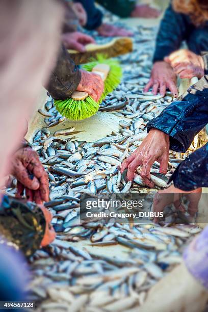 sorting by hand fishes after catch of fish from pond - woman fisherman stock pictures, royalty-free photos & images