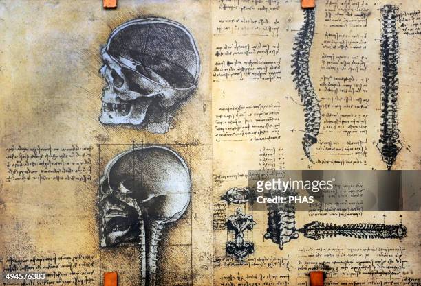 478 Leonardo Da Vinci Anatomy Photos and Premium High Res Pictures - Getty  Images