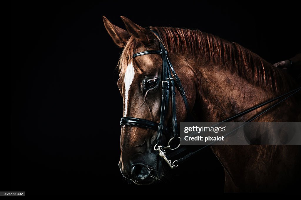 Kastanie Pferd Porträt