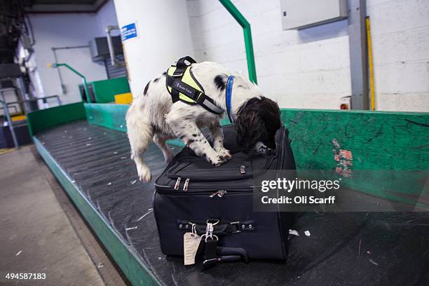 Border Force dog handler Claire Chapman's detector dog 'Pip' checks luggage arriving at Gatwick Airport for illegal drugs on May 28, 2014 in London,...