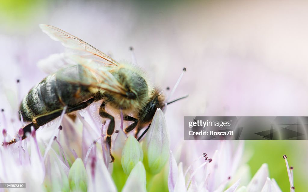 Bee on pink  flowers