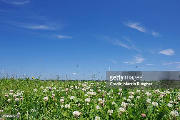 white clover in meadow - 巻雲 ストックフォトと画像