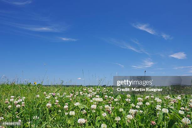 white clover in meadow - clover stock pictures, royalty-free photos & images