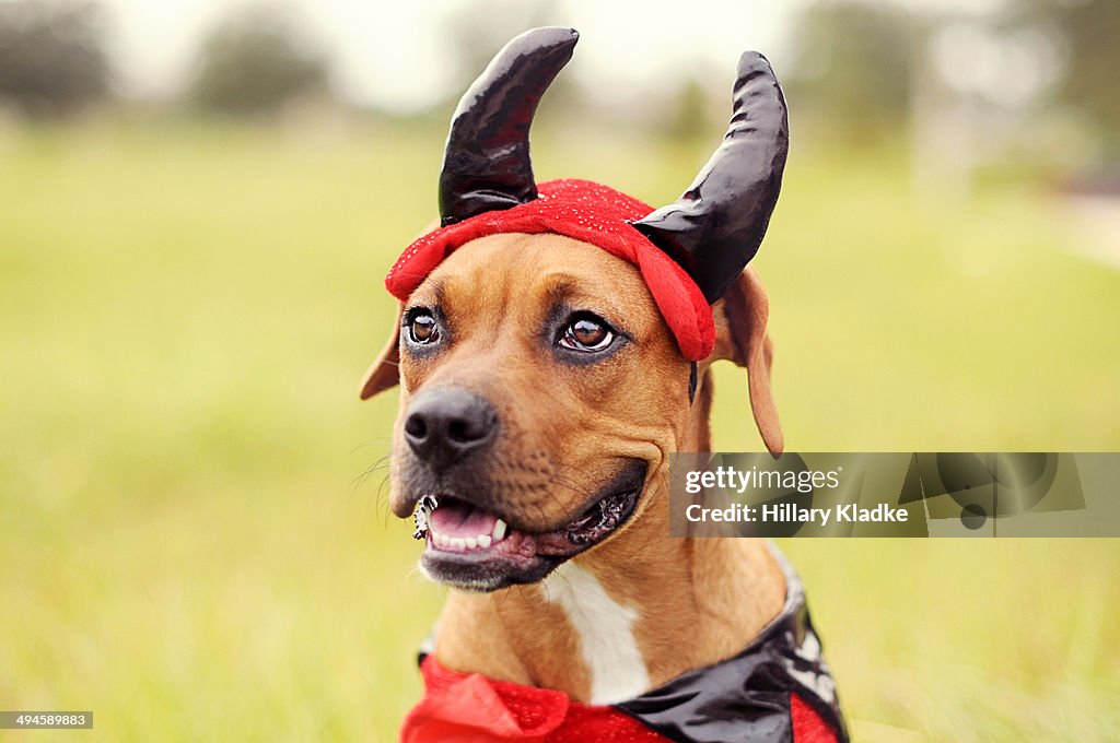 Devil Boxer Dog