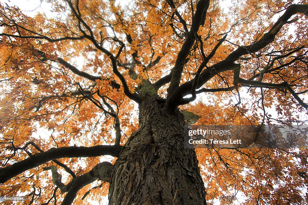 Chestnut Tree Kansas American Chestnut Tree