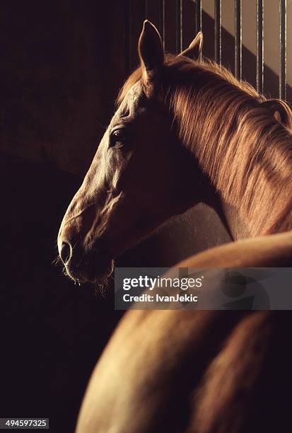 brown horse headshot in stable - racehorse bildbanksfoton och bilder